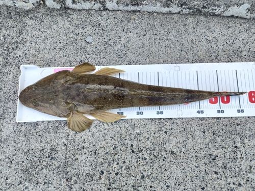 マゴチの釣果