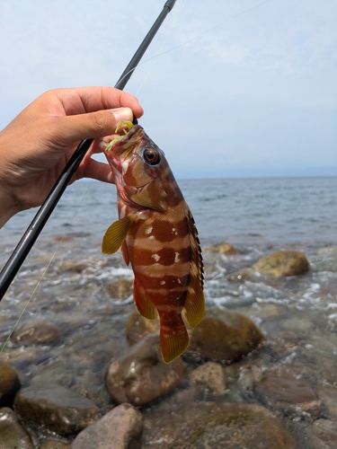 アカハタの釣果