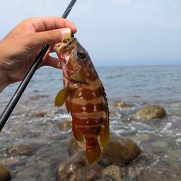 アカハタ