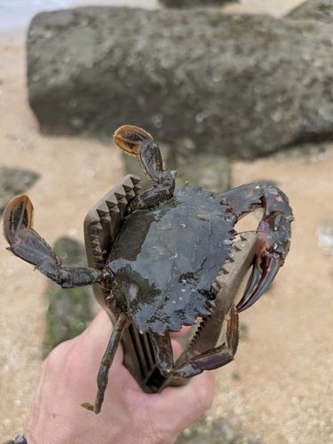 イシガニの釣果