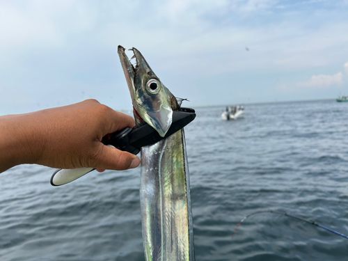 タチウオの釣果