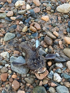 オニオコゼの釣果