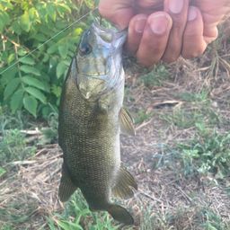 スモールマウスバス