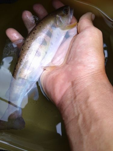 ヤマメの釣果