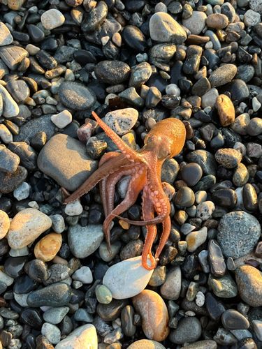 タコの釣果