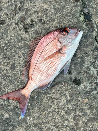 マダイの釣果