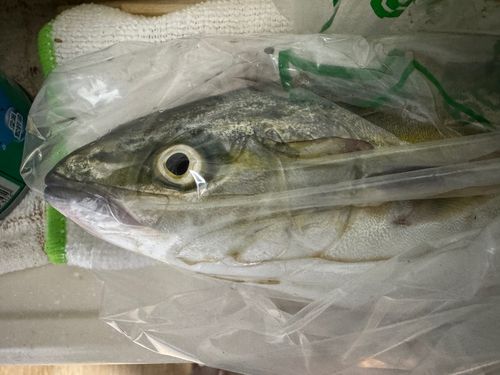 ワカシの釣果