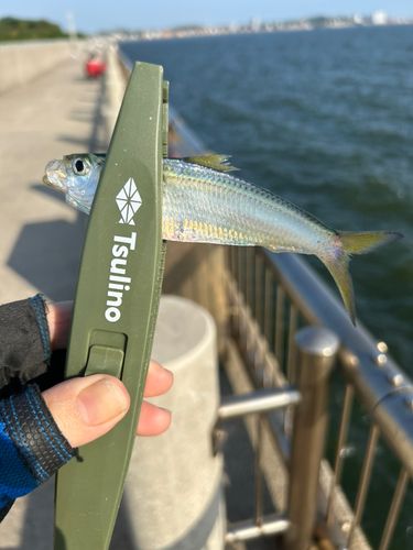 サッパの釣果