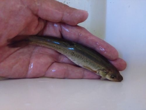 アブラハヤの釣果