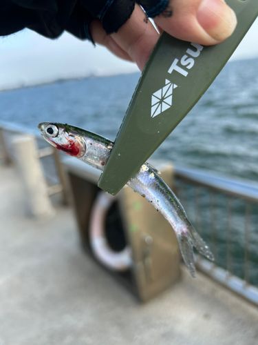 カタクチイワシの釣果