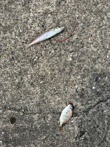 シロギスの釣果