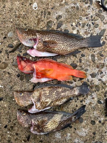 オオモンハタの釣果