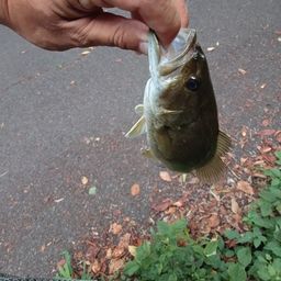 スモールマウスバス