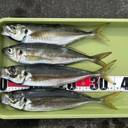 アジ