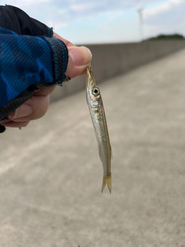 カマスの釣果