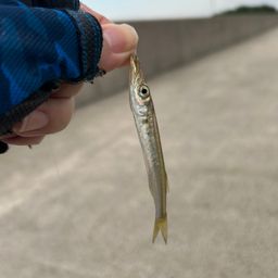 カマス