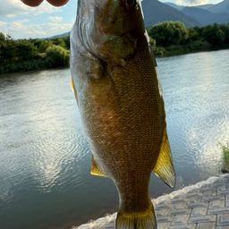 スモールマウスバス