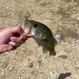 ラージマウスバス