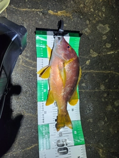 シブダイの釣果