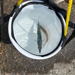 サバ