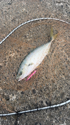 ワカシの釣果