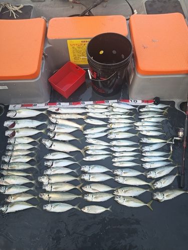 アジの釣果