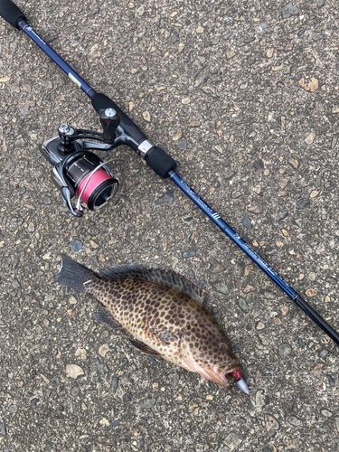 オオモンハタの釣果