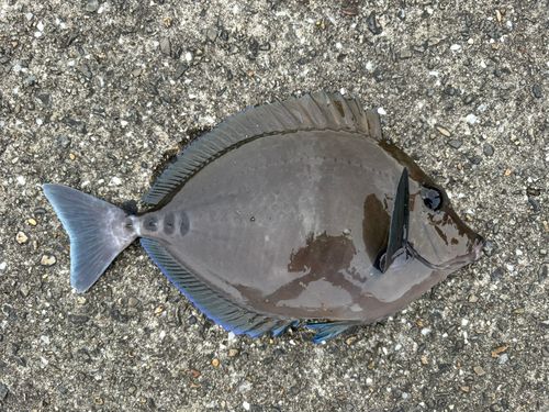 ニザダイの釣果