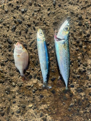 サバの釣果