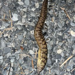 ウツボ