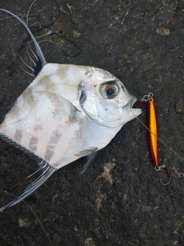 イトヒキアジの釣果