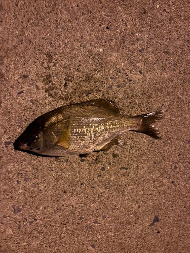 ウミタナゴの釣果