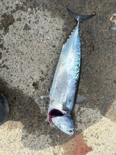 ソウダガツオの釣果