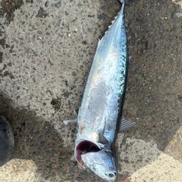 ソウダガツオ