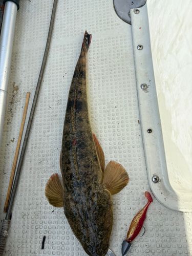 マゴチの釣果