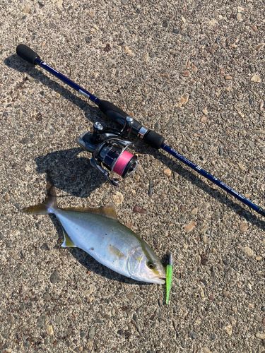 シオの釣果