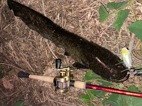 ナマズの釣果