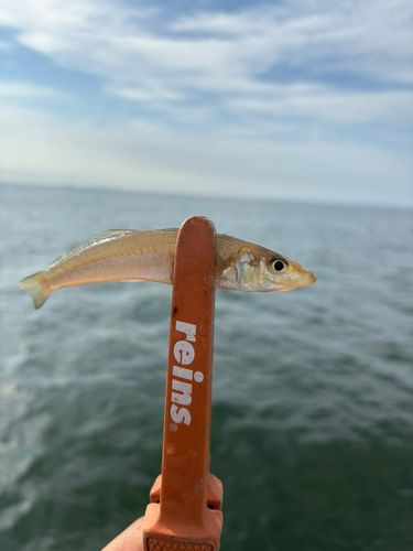 シロギスの釣果