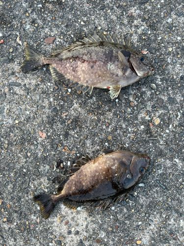 アイゴの釣果