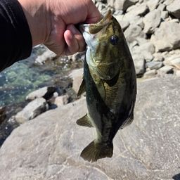 ブラックバス