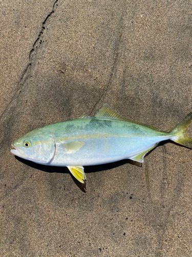 ブリの釣果