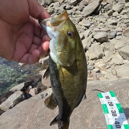 ブラックバス