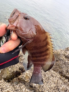 オオモンハタの釣果