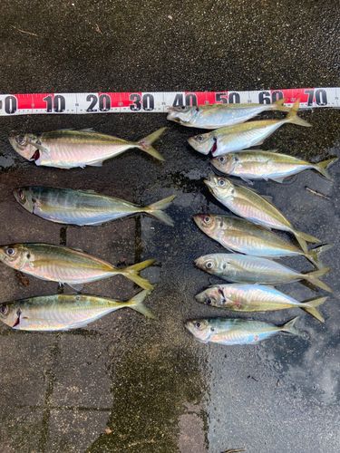 アジの釣果