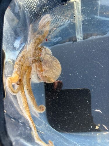 マダコの釣果
