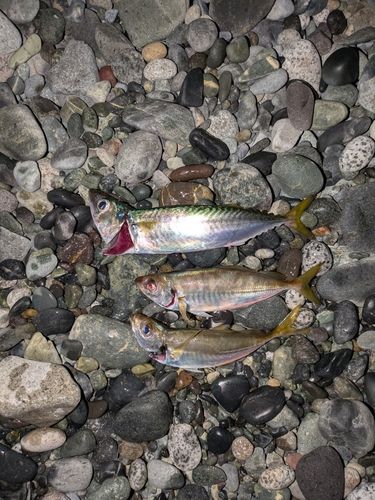 サバの釣果