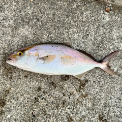 ショゴの釣果