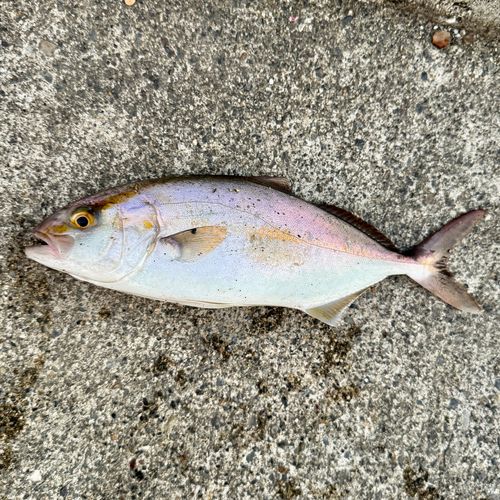 ショゴの釣果