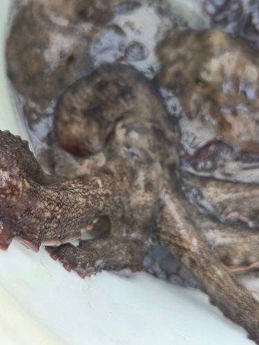 タコの釣果
