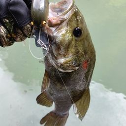 スモールマウスバス